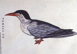 康拉德-格斯纳（1516-1565）的《动物史》中的燕鸥或燕子，蒂古里。 作者 未知艺术家