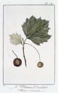 西方悬铃木 (Platanus occidentalis) - 在“供交易者使用的植物学练习”中，作者：JC Philibert，Imprimerie de Crapelet，巴黎 作者 未知艺术家