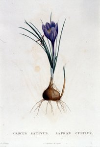 Botanique di J. Rousseau 之后的藏红花 (Crocus sativus)，巴黎 1822。 作者 未知艺术家