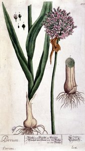 韭菜--植物板 作者 未知艺术家