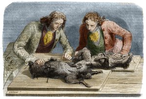 医疗经验：1667年在巴黎对两只狗进行输血。1857年根据克劳德-佩罗的画作进行的雕刻。 作者 未知艺术家