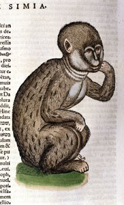 Conrad Gessner 的《动物史后的猴子》，苏黎世，1560 年。地点 Nazionale Braidense。 米兰 作者 未知艺术家