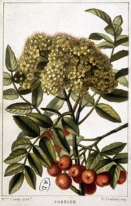 山白蜡--植物板 作者 未知艺术家