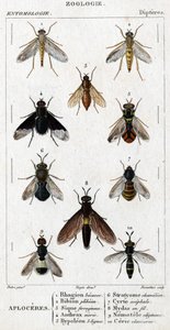 自然历史委员会。昆虫学。蝶形目家族。Aploceres: 1. Rhagion beech; 2. Plebeien bion; 3. Ferruginous Sic; 4 Anthrax morio; 5. Hypoleon 63 lines; 6. Stratyome chameleon; 7; Cyrte acephal; 8. Mydas in wire; 9. Utiginous nemotele; 10. clavicorn ce 作者 未知艺术家
