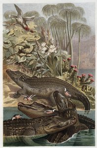 尼罗河鳄鱼--尼罗河鳄鱼（Crocodylus niloticus）--雕刻自阿尔弗雷德-埃德蒙-布雷姆（1829-1884）的《布雷姆的动物生活》。 作者 未知艺术家