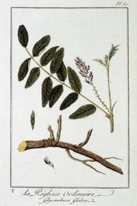 普通甘草 (Glycyrrhiza glabra) - 在“商人的植物学练习”中，由 J.C. Philibert 重新编辑，Imprimerie de Crapelet，巴黎 作者 Unknown artist
