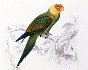 鸟类学：卡罗莱纳鹦鹉。 (鹦鹉嘴) 作者 未知艺术家