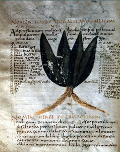 阿普列乌斯 (Apuleius)（约 125-约 180 年）的手稿页面，“发电厂”，8 或 9 世纪。 卢卡政府图书馆。 作者 未知艺术家