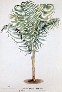 棕榈树 Cocos Weddelliana (巴西) - 植物学板块 作者 未知艺术家