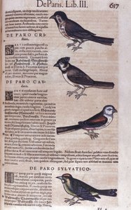 Passereaux 在动物史上 作者 Conrad Gesner (1516 - 1565)，苏黎世 作者 未知艺术家