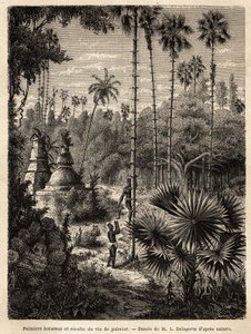在老挝种植棕榈树，采集棕榈酒，无非是切花树的茎，将液体收集在竹子中，树干通过小藤条的方式变成真实的鳞片，其中 的提示 作者 未知艺术家