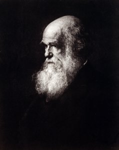 查尔斯·罗伯特·达尔文 (1809 - 1882) 的肖像 作者 未知艺术家