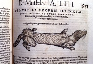 与黄鼠狼相关的 mustella（mustelids 家族）的表示 - 在 Historia Animalium by Conrad Gesner (1516 - 1565), Tiguri 作者 未知艺术家