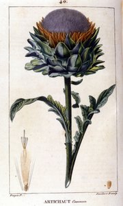 共同朝鲜蓟的表示法。 植物板。 19 世纪。 作者 未知艺术家