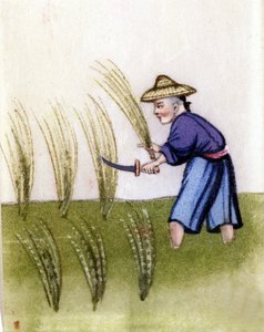 中国的水稻种植。宣纸上的绘画。在米兰。 作者 未知艺术家