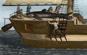 鲨鱼捕鱼。1859年在 "科学博物馆 "中的版画 作者 未知艺术家