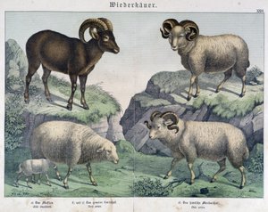 绵羊：绵羊、公羊、野山羊 - 在“Histoires naturelles des哺乳动物””，编辑。 施赖伯 作者 未知艺术家