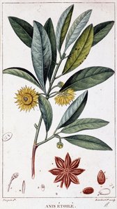 八角 - 植物板 作者 未知艺术家