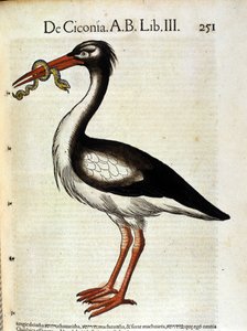 历史 鹳以动物 Conrad Gesner 命名，苏黎世 1560。位置 Nazionale Braidense。 米兰 作者 未知艺术家