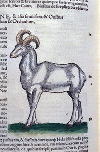 Conrad Gesner (1516 - 1565)，苏黎世的动物史上的野山羊 作者 未知艺术家