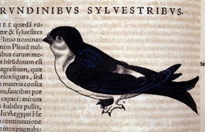 Conrad Gesner (1516 - 1565)，苏黎世的《动物史上的雨燕》 作者 未知艺术家