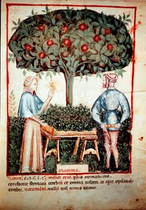 伊本·布特兰（Ibn Butlan）在为药物“Kitabtaqwim as-sihha”挤奶后，从药物和营养学挤奶“Tacuinum sanitatis”中收集的马郁兰照明 作者 未知艺术家