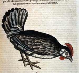 康拉德-格斯纳的Historiae animalium之后的家养母鸡，蒂古里 作者 未知艺术家