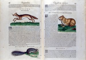 蒂古里的康拉德·格斯纳 (1516 - 1565) 所著的《动物史》中的双页啮齿动物 作者 未知艺术家