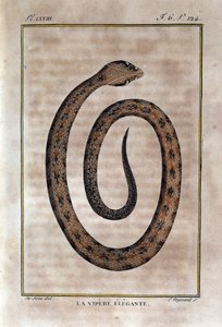 优雅的毒蛇。 博物学家乔治·路易斯·勒克莱尔 (Georges Louis Leclerc，布冯伯爵，1707 - 1788 年) 对“布冯作品”的自然历史背信弃义的图板。 19世纪 作者 未知艺术家