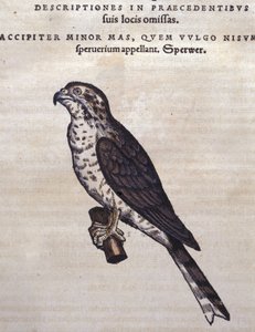 动物之后的鹰 Conrad Gesner 的历史，苏黎世 1560。位置 Nazionale Braidense。 米兰 作者 未知艺术家