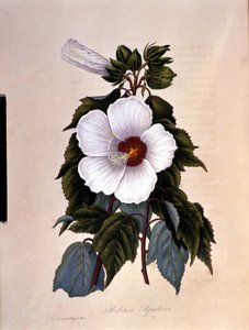 朱鹭。 植物板。 作者 未知艺术家