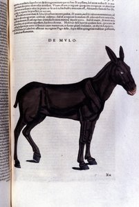 苏黎世康拉德·格斯纳 (Konrad Gesner) 的鲻鱼动物历史 作者 未知艺术家