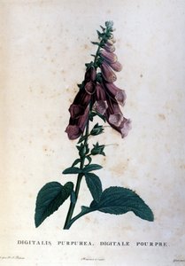 紫色数字。 19 世纪植物标本馆。 作者 未知艺术家