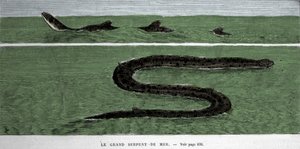 The sea snake observed in 1872 in the Meridional Atlantic. 作者 未知艺术家