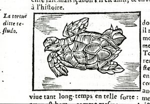 海龟，根据 Gerolamo Cardano (Cardanus Hieronymus) (Cardan) 的论文“De la subtlite”，于 1642 年在鲁昂印刷。 作者 未知艺术家
