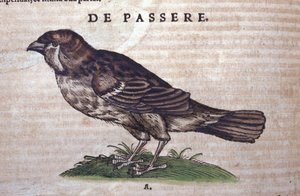 动物史上的麻雀 Conrad Gesner (1516 - 1565)，苏黎世 作者 未知艺术家