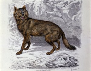 The wolf. Plate taken from a Natural History Treat of “” Works of Buffon”” by naturalist Georges Louis Leclerc, Count of Buffon (1707 - 1788). 19th century 作者 未知艺术家