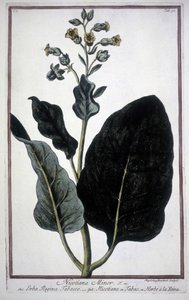 19 世纪植物标本馆中的烟草叶和花 (Nicotiana Minor)。 作者 未知艺术家