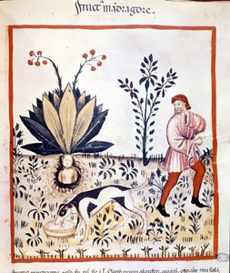 医学论文““Tacuinum 健康”“14 世纪。 取回曼德拉草。 Bibiloteca Nazionale Braidense。 米兰 作者 未知艺术家