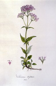 缬草。 19 世纪雕刻。 作者 未知艺术家