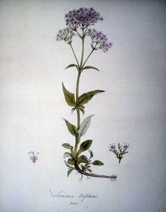 缬草紫红色或缬草。 19 世纪植物标本馆。 作者 未知艺术家