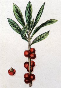 有毒植物。Daphne Mezereon。自然医学》中的雕刻，作者是弗里德里希-爱德华-比尔兹（1842-1922）。 作者 未知艺术家