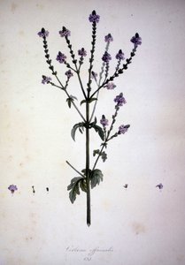 马鞭草（马鞭草）。 19 世纪植物标本馆。 作者 未知艺术家