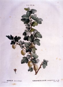 白醋栗或鲭鱼：19 世纪植物板。 作者 未知艺术家
