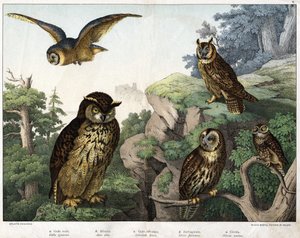 a:金色猫头鹰（Bubo ignavus），b: Hulotte（cat-huant）（Asio shell），c:野生猫头鹰（Syrnium aluco），d:猫头鹰（Strix flammea），e:猫头鹰（Athene noctua）--见《鸟类自然史》，Hoepli编辑，米兰 作者 未知艺术家