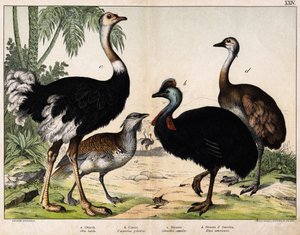 a:大鸨（Otis tarda）, b: 卡索（Casarius galeatus）, c:非洲鸵鸟（Struthio camelus），d:Nandon (Rhea Americana) -在《动物自然史》中，Hoepli编辑，米兰 作者 未知艺术家