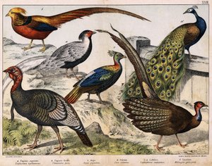 a:银鸡（Euplocamus nycthemerus），b: 金鸡（Thaumalea picta），c:大野鸡（Argus giganteus）, d:蓝孔雀（Pavo cristatus），e:Lophophorus impeyanus, f: Turkey (Meleagris gallo-pavo), in "Natural History of birds", ed. Hoe 作者 未知艺术家