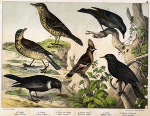 a:鸫（Turdus viscivorus），b：鸫（Turdus pilaris），c。黑鸟（Merula torquata），d:蓝黑鸟（Monticola cyanus），e：黑鸟（Merula nigra），f：波西米亚红嘴鸥（Ampelis garulus）--见《鸟类自然史》，Hoepli编辑，米兰 作者 未知艺术家