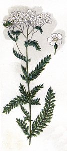 H.M.Menier 医生所著《Mon docteur - traite de medecine et d