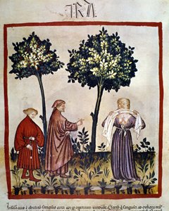 rabies or angry person squeezing tissue between his teeth. Illumination of the 14th century of the “Tacuinum Sanitatis”, Vienna, National Library. 作者 未知艺术家